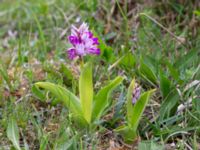 Orchis militaris Hörninge mosse, Borgholm, Öland, Sweden 20190525_0101