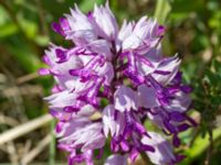 Orchis militaris Kalkstad-Lenstad, Mörbylånga, Öland, Sweden 20150606_0200