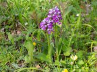 Orchis militaris Tveta vattenverk, Mörbylånga, Öland, Sweden 20150606_0019 (1)