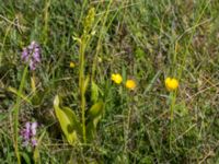 Platanthera bifolia Gråborg, Mörbylånga, Öland, Sweden 20150607_0072