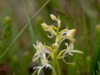 Platanthera bifolia ssp. bifolia Skanörs ljung, Falsterbonäset, Vellinge, Skåne, Sweden 20150628_0049