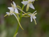 Platanthera bifolia ssp. bifolia Skanörs ljung, Falsterbonäset, Vellinge, Skåne, Sweden 20150628_0056