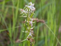 Platanthera chlorantha Snörum, Västervik, Småland, Sweden 20150712_0578