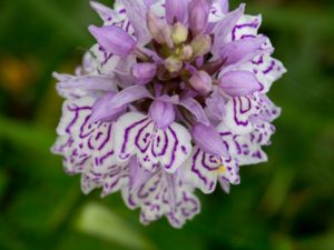 Dactylorhiza maculata - Heath Spotted-orchid - Jungfru Marie Nycklar