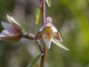Epipactis palustris - Marsh Helleborine - Kärrknipprot