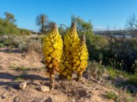 Cistanche phelipaea Oued Massa, Morocco 20180224_0245