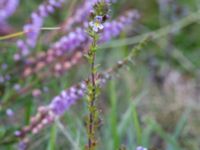 Euphrasia micrantha Skanörs ljung, Falsterbohalvön, Vellinge, Skåne, Sweden 20160811_0049