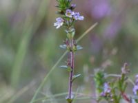 Euphrasia micrantha Skanörs ljung, Falsterbohalvön, Vellinge, Skåne, Sweden 20160811_0050