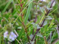 Euphrasia micrantha Skanörs ljung, Falsterbohalvön, Vellinge, Skåne, Sweden 20160811_0053