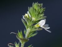 Euphrasia nemorosa Badplatsen, Klagshamns udde, Malmö, Skåne, Sweden 20160824_0022