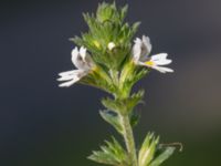 Euphrasia nemorosa Badplatsen, Klagshamns udde, Malmö, Skåne, Sweden 20160824_0024