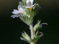 Euphrasia nemorosa Badplatsen, Klagshamns udde, Malmö, Skåne, Sweden 20160824_0031