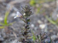 Euphrasia nemorosa Skanörs ljung, Falsterbohalvön, Vellinge, Skåne, Sweden 20160811_0022