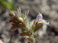 Euphrasia nemorosa Skanörs ljung, Falsterbohalvön, Vellinge, Skåne, Sweden 20160811_0027