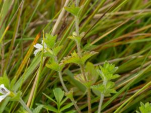 Euphrasia officinalis - Common Eyebright - Läkeögontröst