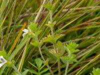 Euphrasia officinalis ssp. pratensis Fårarp, Ystad, Skåne, Sweden 20180831_0009