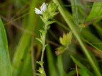 Euphrasia officinalis ssp. pratensis Fårarp, Ystad, Skåne, Sweden 20180831_0010