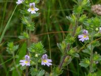 Euphrasia stricta ssp. breviplila Lyngsjön, Kristianstad, Skåne, Sweden 20170719_0120