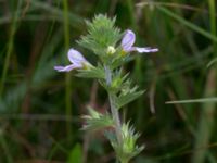 Euphrasia stricta ssp. breviplila Lyngsjön, Kristianstad, Skåne, Sweden 20170719_0122