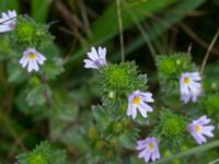 Euphrasia stricta ssp. breviplila Lyngsjön, Kristianstad, Skåne, Sweden 20170719_0124