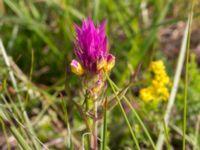 Melampyrum arvense Everöds gamla banvall, Kristianstad, Skåne, Sweden 20130713-287