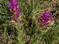 Melampyrum arvense Pallersområdet, Åhus, Kristianstad, Skåne, Sweden 20170719_0231