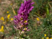 Melampyrum arvense Pallersområdet, Åhus, Kristianstad, Skåne, Sweden 20170719_0234