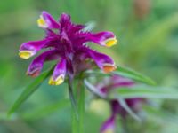 Melampyrum cristatum Snörum, Västervik, Småland, Sweden 20150712_0586