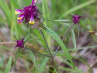 Melampyrum cristatum Snörum, Västervik, Småland, Sweden 20150712_0590