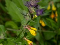 Melampyrum nemorosum Tjolöholm, Kungsbacka, Halland, Sweden 20190716_0247