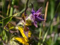 Melampyrum nemorosum Vik, Simrishamn, Skåne, Sweden 20160606_0112