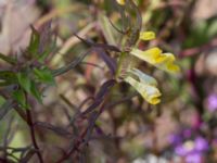 Melampyrum pratense Gropahålet, Kristianstad, Skåne, Sweden 20170719_0299