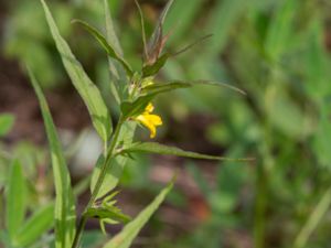 Melampyrum sylvaticum - Small Cow-wheat - Skogskovall