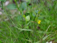 Melampyrum sylvaticum Lillåbron, Umeå, Västerbotten, Sweden 20150711_0657