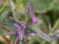 Odontites litoralis ssp. litoralis Hököpinge ängar, Vellinge, Skåne, Sweden 20150717_0032