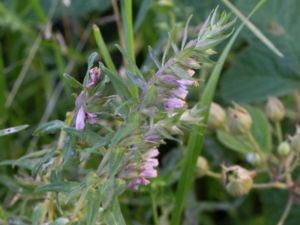 Odontites vernus - Red Red Bartsia - Åkerrödtoppa