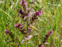 Odontites vulgaris Stora Keholmen, Vallda Sandö, Kungsbacka, Halland, Sweden 20190716_0341