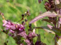 Odontites vulgaris Stora Keholmen, Vallda Sandö, Kungsbacka, Halland, Sweden 20190716_0342