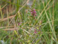 Odontites vulgaris Strandhem, Bunkeflo strandängar, Malmö, Skåne, Sweden 20180717_0017-1