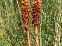 Orobanche elatior Borrebacke, Klagshamn, Malmö, Skåne, Sweden 20220629_0001