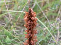 Orobanche elatior Borrebacke, Malmö, Skåne, Sweden 20130816_0006