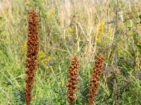 Orobanche elatior Borrebacke, Malmö, Skåne, Sweden 20160712_0019