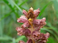 Orobanche elatior Borrebacke, Malmö, Skåne, Sweden 20170704_0057