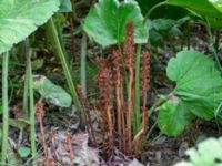 Orobanche flava Kalinaån E22, Malmö, Skåne, Sweden 20190709_0001