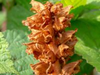 Orobanche flava Kalinaån E22, Malmö, Skåne, Sweden 20190709_0003