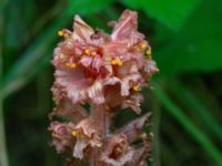 Orobanche flava Kalinaån E22, Malmö, Skåne, Sweden 20190709_0004