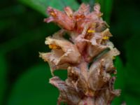 Orobanche flava Kalinaån E22, Malmö, Skåne, Sweden 20190709_0008