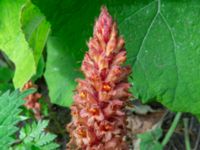 Orobanche flava Mellandammen, Öresundsparken, Malmö, Skåne, Sweden 20200613_0014