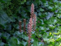 Orobanche hederae Gamla begravningsplatsen, Landskrona, Skåne, Sweden 20160711_0167