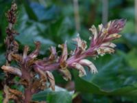 Orobanche hederae Gamla begravningsplatsen, Landskrona, Skåne, Sweden 20160711_0173